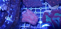 Australian LPS corals for sale
