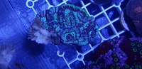 Australian LPS corals for sale