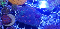 Australian LPS corals for sale