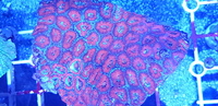 Australian LPS corals for sale