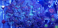 Australian LPS corals for sale