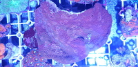 Australian LPS corals for sale