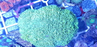 Australian LPS corals for sale