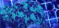 Australian LPS corals for sale