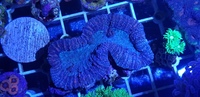 Australian LPS corals for sale