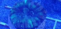 Australian LPS corals for sale
