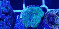 Australian LPS corals for sale