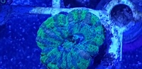 Australian LPS corals for sale