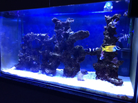 Reef Livestock in Tropical Marine Setup