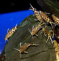 F1 Synodontis Petricola Group