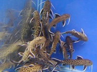 F1 Synodontis Petricola Group
