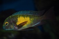 Large colony Wild Caught Tropheus for sale cheap