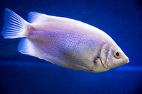 Aquatic Finatic – Stock List & Offers -