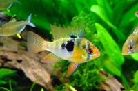 Aquatic Finatic – Stock List & Offers -