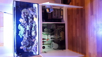 Marine Livestock and Aquarium for Sale