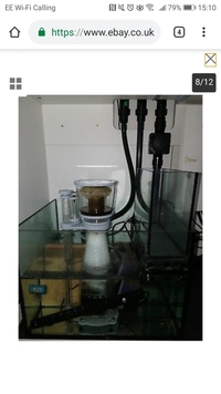 Reef Livestock in Red Sea reefer 250 FULL MARINE SETUP
