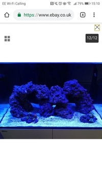 Reef Livestock in Red Sea reefer 250 FULL MARINE SETUP