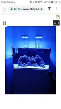 Reef Livestock in Red Sea reefer 250 FULL MARINE SETUP