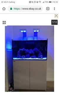 Reef Livestock in Red Sea reefer 250 FULL MARINE SETUP