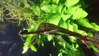 Sturisoma Panamense Royal whiptail catfish