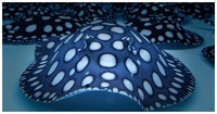 Top Stingrays UK
