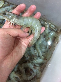 Fresh king prawn for sale perfect fish food