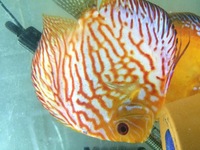 Male discus Fish 5”