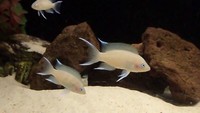 RARE NEOLAMPROLOGUS MARAGUENSIS PAIR IN STOCK £40PR