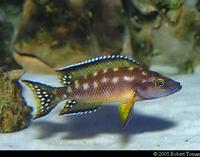RARE NEOLAMPROLOGUS MARAGUENSIS PAIR IN STOCK £40PR