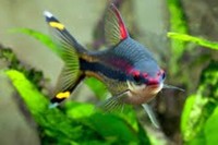 RED LINE TORPEDO DENISONII BARBS, 4 FOR £10, 8 FOR £20 20 FOR £55