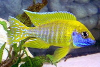 MALAWI CICHLIDS DORSET HAMPSHIRE WILTSHIRE DEVON