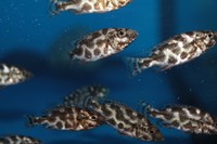 Fish Mixed Colour malawi peacocks an haps 1 Inch 2inch £2.50