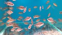 Fish Mixed Colour malawi peacocks an haps 1 Inch 2inch £2.50