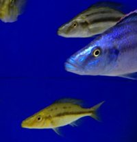 RARE Dimidiochromis Compressiceps Chizumulu Island Gold Morph £50 pair