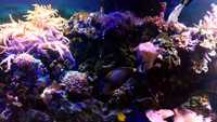 Corrals and Marine fish in Complete marine fish tank set-up
