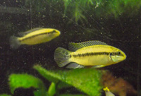 Rare tropical fish - collection only Wolverhampton