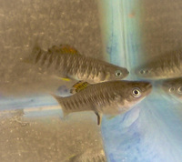 Rare tropical fish - collection only Wolverhampton