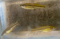 Rare tropical fish - collection only Wolverhampton