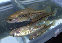 Rare tropical fish - collection only Wolverhampton