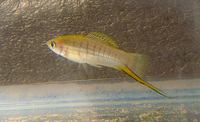 Rare tropical fish - collection only Wolverhampton