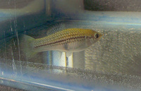 Rare tropical fish - collection only Wolverhampton