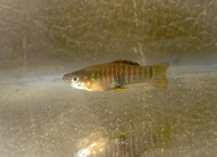 Rare tropical fish - collection only Wolverhampton