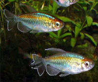 cardinal, rummy nose congo tetras, rainbows, corys, plecos, rams, barbs