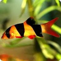 cardinal, rummy nose congo tetras, rainbows, corys, plecos, rams, barbs