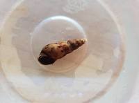 Malaysian trumpet snails 0.5-5 cm