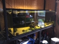 south American set up & fish.