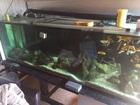 Massive 8ft + Tank