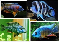 Fish Mixed Colour malawi peacocks an haps 1 Inch 2inch £2.50