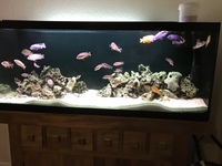 Beautiful 60x24x18. £500. Price to sell this weekend