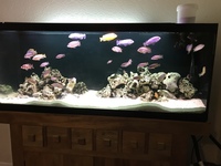 Beautiful 60x24x18. £500. Price to sell this weekend